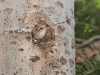 Bewick's Wren