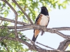 Spotted Towhee