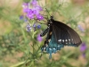 Pipevine Swallowtail