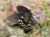 Pipevine Swallowtail