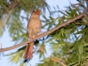 Northern Cardinal