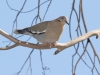 White-winged Dove