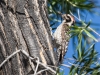 Ladder-backed Woodpecker