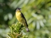 Lesser Goldfinch