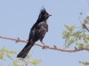 Phainopepla