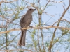 Phainopepla