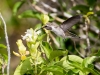 Costa's Hummingbird
