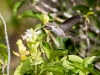 Costa's Hummingbird