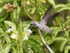 Costa's Hummingbird