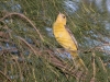 Hooded Oriole