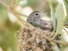 Bell's Vireo