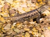 Desert Spiny Lizard