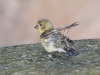 Lesser Goldfinch