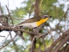 Yellow-breasted Chat