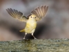 Yellow Warbler