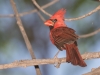 Northern Cardinal