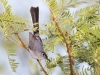 Blue-gray Gnatcatcher