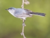 Blue-gray Gnatcatcher