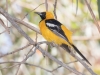 Hooded Oriole