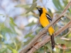 Hooded Oriole