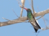 Broad-billed Hummingbird