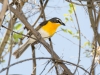 Yellow-breasted Chat