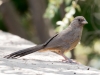 Abert's Towhee