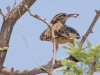 Cactus Wren