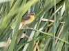 Common Yellowthroat