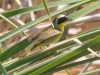 Common Yellowthroat