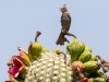 Phainopepla