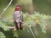 Anna's Hummingbird