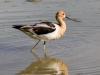 American Avocet