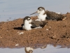 Black-necked Stilt