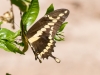 Giant Swallowtail