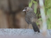 Abert's Towhee