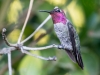 Anna's Hummingbird