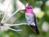 Anna's Hummingbird