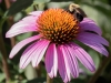 Narrow-leaved Purple Coneflower