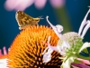 Narrow-leaved Purple Coneflower