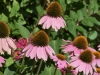 Narrow-leaved Purple Coneflower