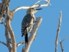 Gila Woodpecker