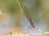 American Rubyspot Dragonfly
