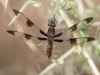 Twelve-spotted Skimmer