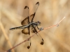 Widow Skimmer