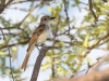 Ash-throated Flycatcher