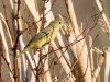 Orange-crowned Warbler