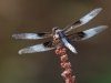 Widow Skimmer