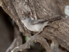 Black-tailed Gnatcatcher