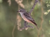 Vermilion Flycatcher